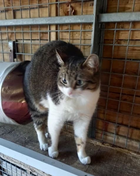 Clarisse, female young mixed breed for adoption at SPA du Ramier (Montauban), Montauban