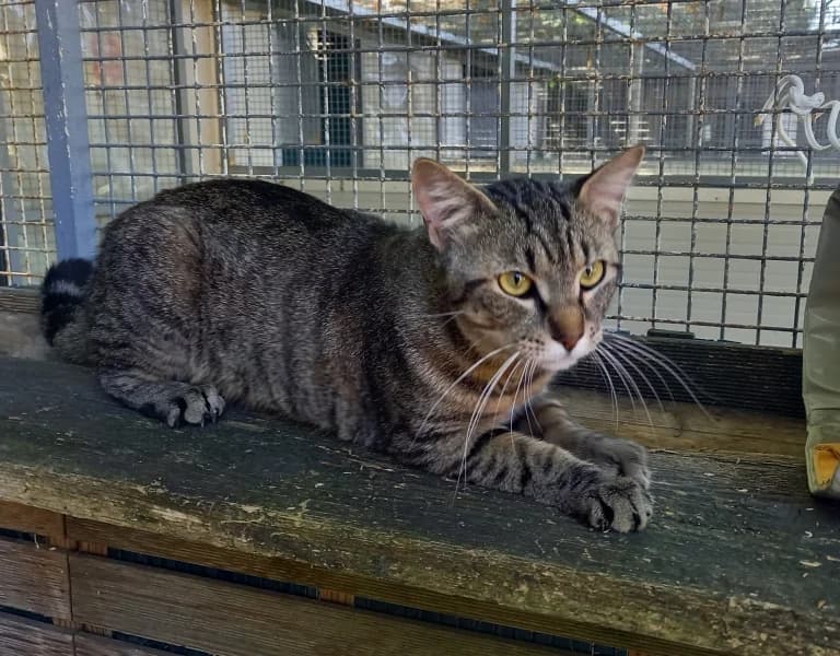 Pikachu, male 3yo mixed breed for adoption at SPA du Ramier (Montauban), Montauban