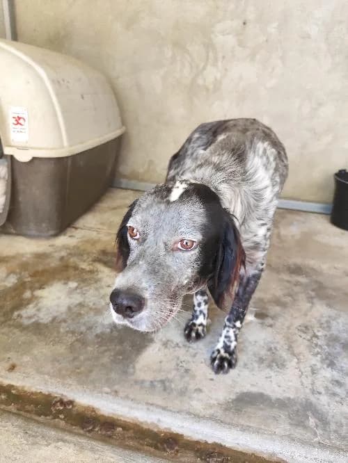Oky, male 3yo mixed breed for adoption at SPA du Ramier (Montauban), Montauban