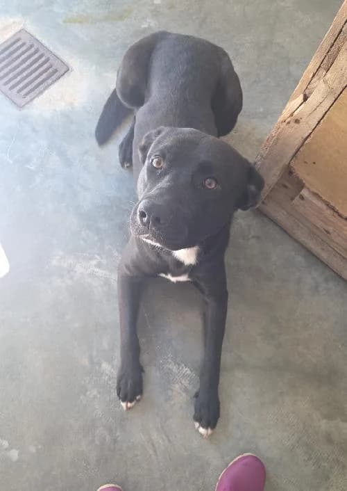 Loki, male mixed breed for adoption at SPA du Ramier (Montauban), Montauban