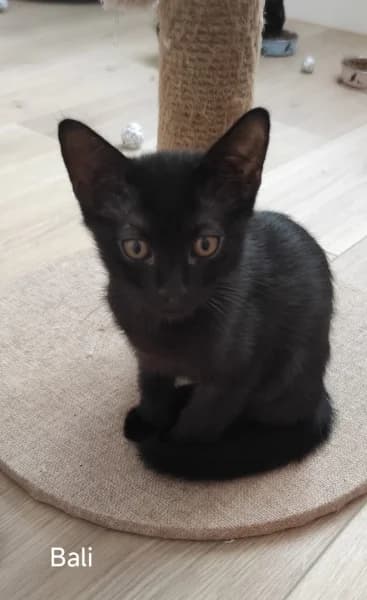 Europeen, male puppy Mixed Breed for adoption at SPA du Ramier (Montauban), Montauban