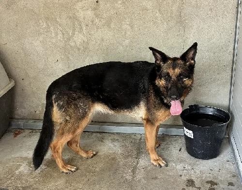 Aîka, female 6yo German Shepherd for adoption at SPA du Ramier (Montauban), Montauban