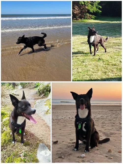 Pogo, male 6yo mixed breed for adoption at SPA du Ramier (Montauban), Montauban