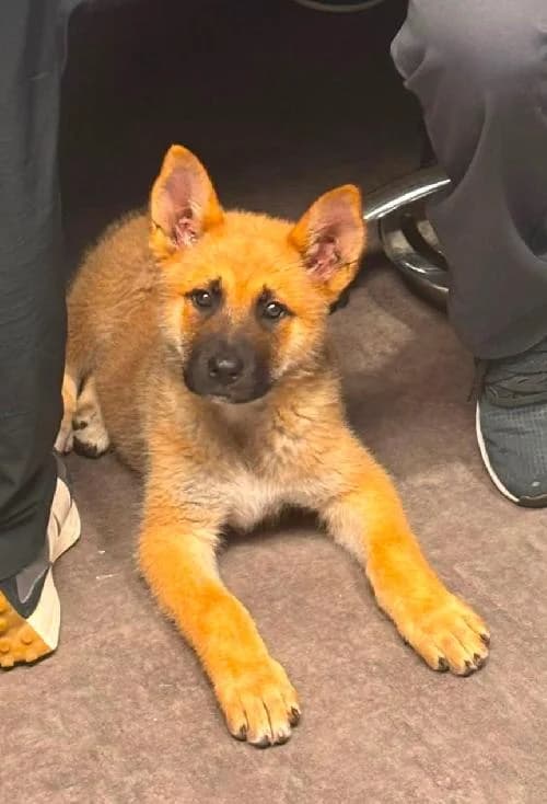 Ty akita, male Mixed Breed for adoption at SPA du Ramier (Montauban), Montauban