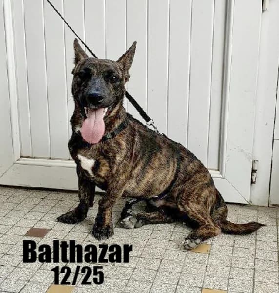 Balthazar, male puppy mixed breed for adoption at SPA du Ramier (Montauban), Montauban