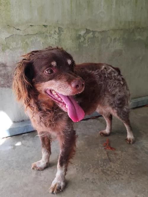 Cody, male senior Brittany Spaniel for adoption at SPA du Ramier (Montauban), Montauban
