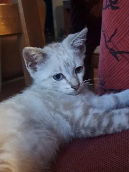 Europeen, male puppy Mixed Breed for adoption at SPA du Ramier (Montauban), Montauban