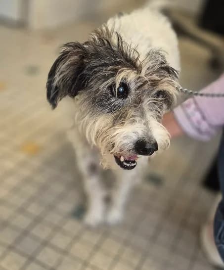 Whisky, male senior mixed breed for adoption at SPA du Ramier (Montauban), Montauban