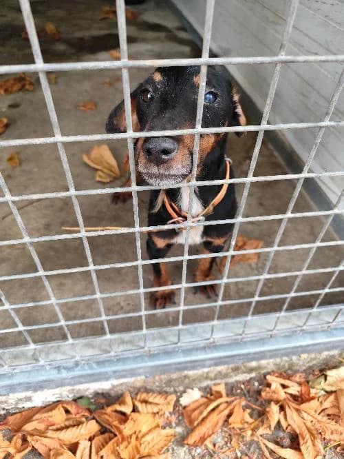 Jagd terrier, male 3yo Mixed Breed for adoption at SPA du Ramier (Montauban), Montauban