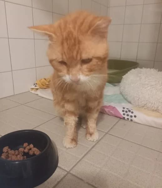Weasley, male senior mixed breed for adoption at SPA du Ramier (Montauban), Montauban