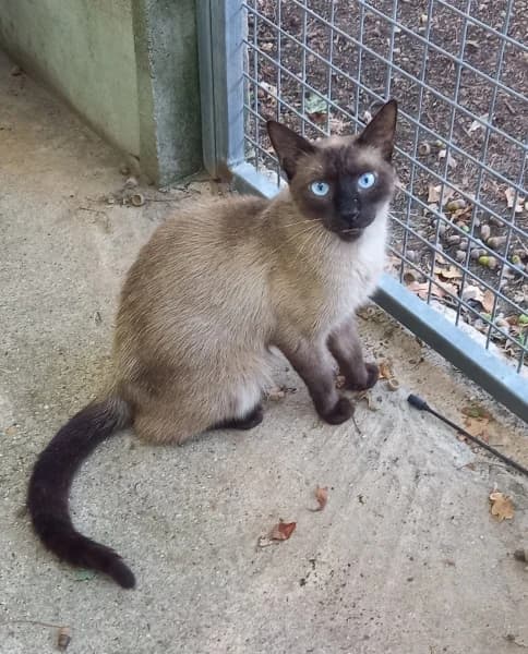 Sally, male young mixed breed for adoption at SPA du Ramier (Montauban), Montauban