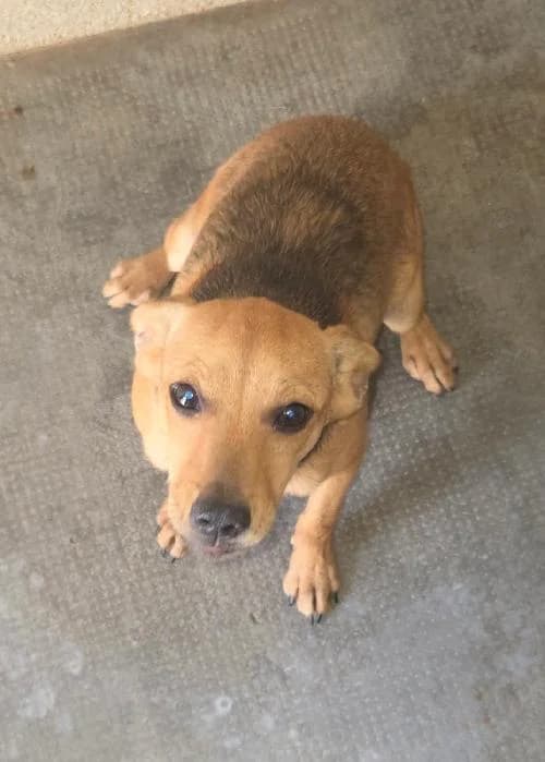 Croisé pinscher, male puppy Mixed Breed for adoption at SPA du Ramier (Montauban), Montauban