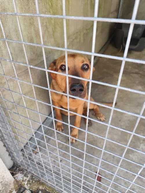 Loona, female 5yo mixed breed for adoption at SPA du Ramier (Montauban), Montauban