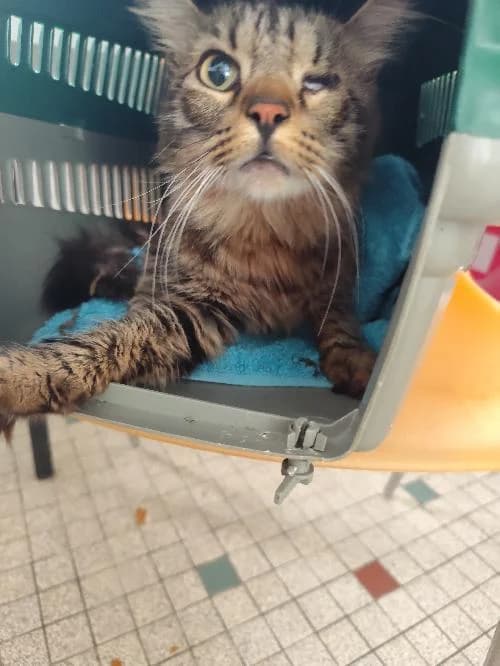 Dior, male 3yo mixed breed for adoption at SPA du Ramier (Montauban), Montauban