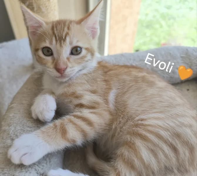 Europeen, female puppy Mixed Breed for adoption at SPA du Ramier (Montauban), Montauban