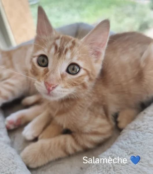 Europeen, male puppy Mixed Breed for adoption at SPA du Ramier (Montauban), Montauban