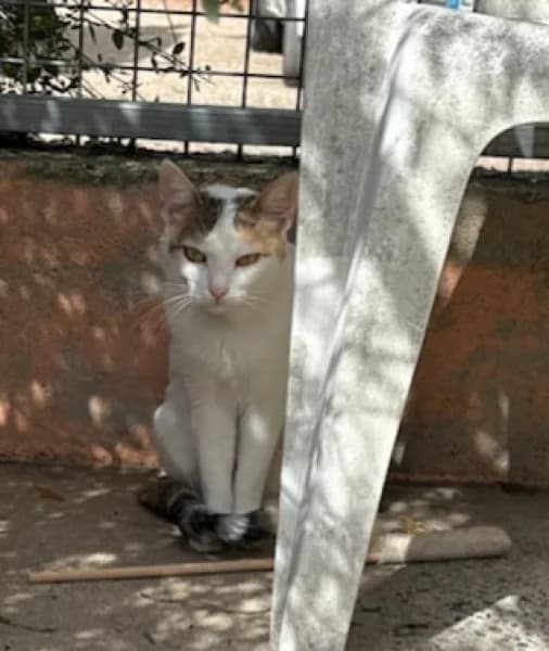 Flore, female young mixed breed for adoption at SPA du Ramier (Montauban), Montauban