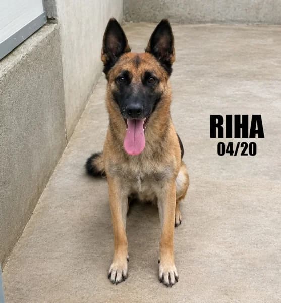 Riha, female 6yo German Shepherd for adoption at SPA du Ramier (Montauban), Montauban