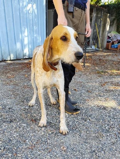 Shailo, male young mixed breed for adoption at SPA du Ramier (Montauban), Montauban