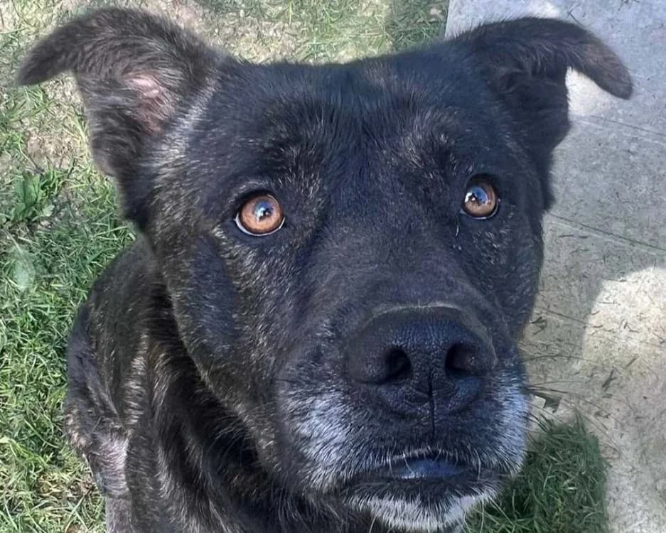 SAKURA, male mixed breed for adoption at SPA Redon, Redon