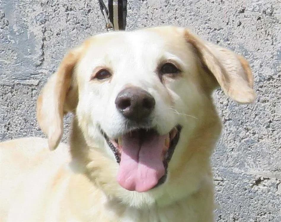 WHITY, female Labrador Retriever for adoption at SPA Redon, Redon