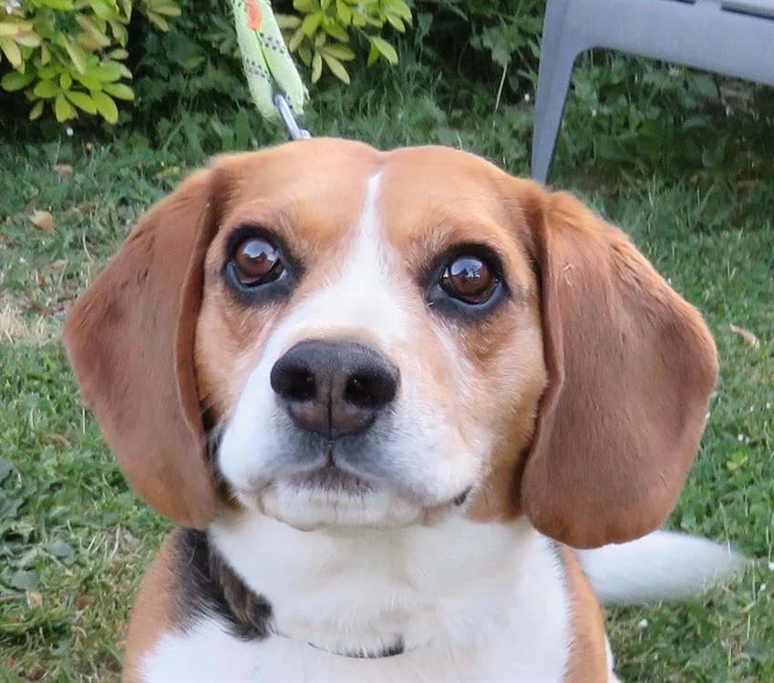 SHELBO, male 6yo Beagle for adoption at SPA Redon, Redon