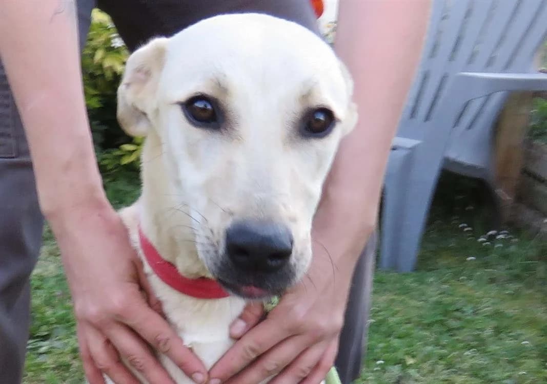 POPCANE, female Labrador Retriever for adoption at SPA Redon, Redon