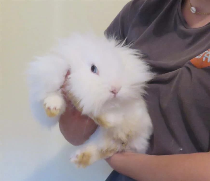 PAPILLOTE, female young Mixed Breed for adoption at SPA Redon, Redon