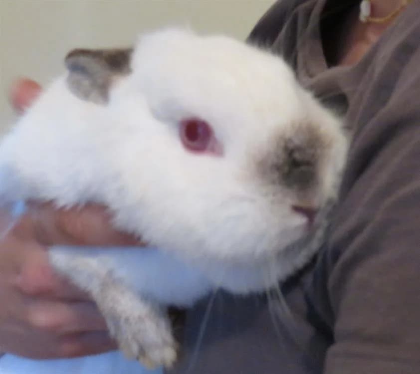 POLINE, female young Mixed Breed for adoption at SPA Redon, Redon