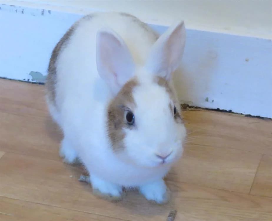 PASTEL, female young Mixed Breed for adoption at SPA Redon, Redon