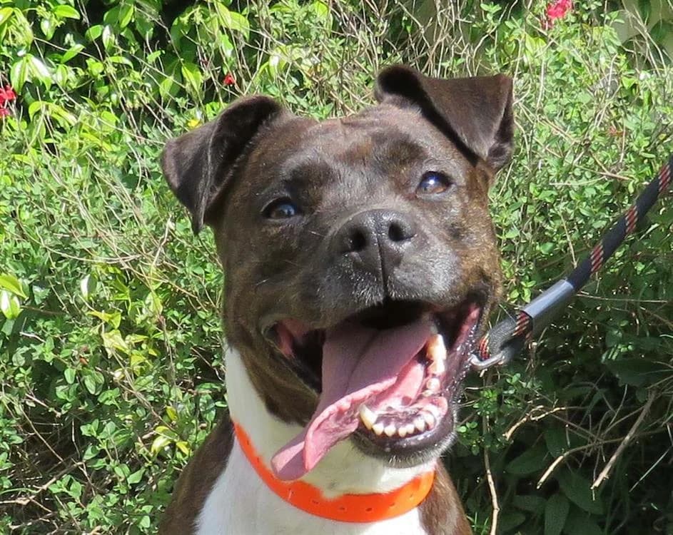 DORIE, female 6yo Mixed Breed for adoption at SPA Redon, Redon