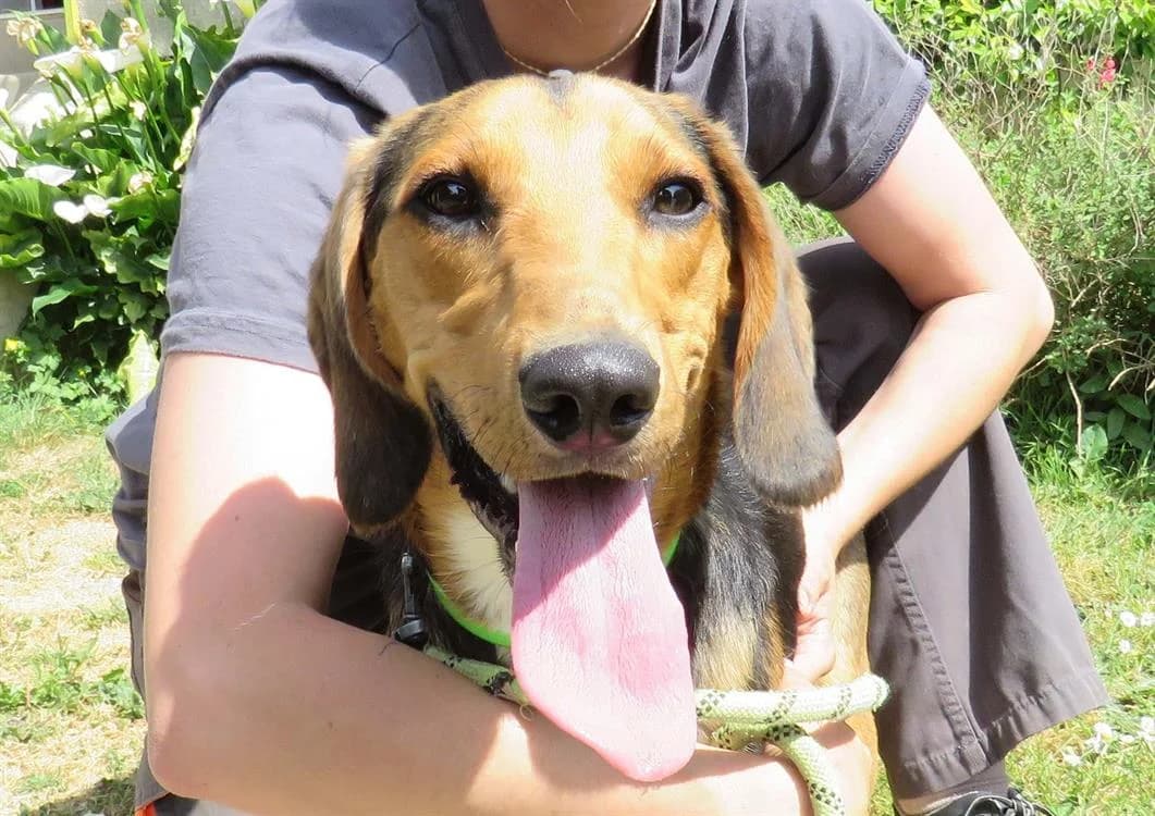 STORE, male young Beagle for adoption at SPA Redon, Redon