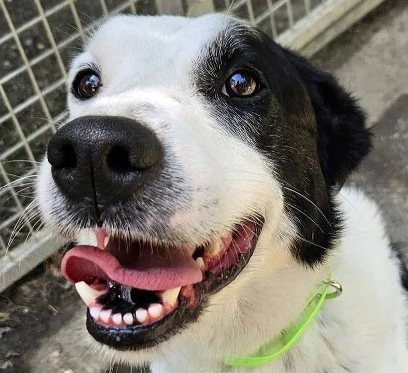 Pitou, male 5yo Border Collie for adoption at SPA Redon, Redon