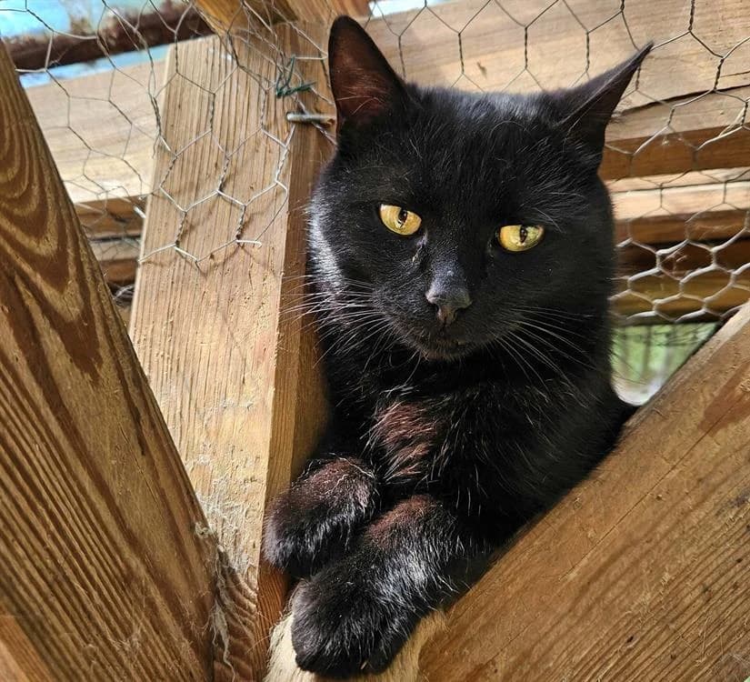 OCEAN, male 4yo Mixed Breed for adoption at SPA Redon, Redon