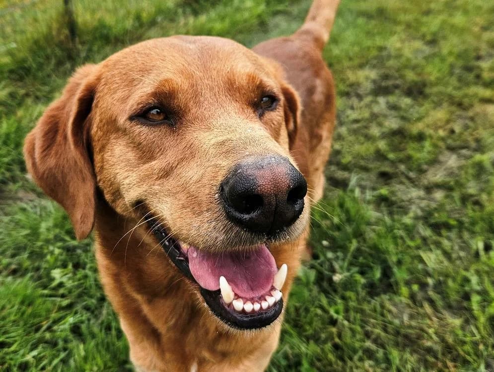 ABRA, male 4yo Labrador Retriever for adoption at SPA Redon, Redon