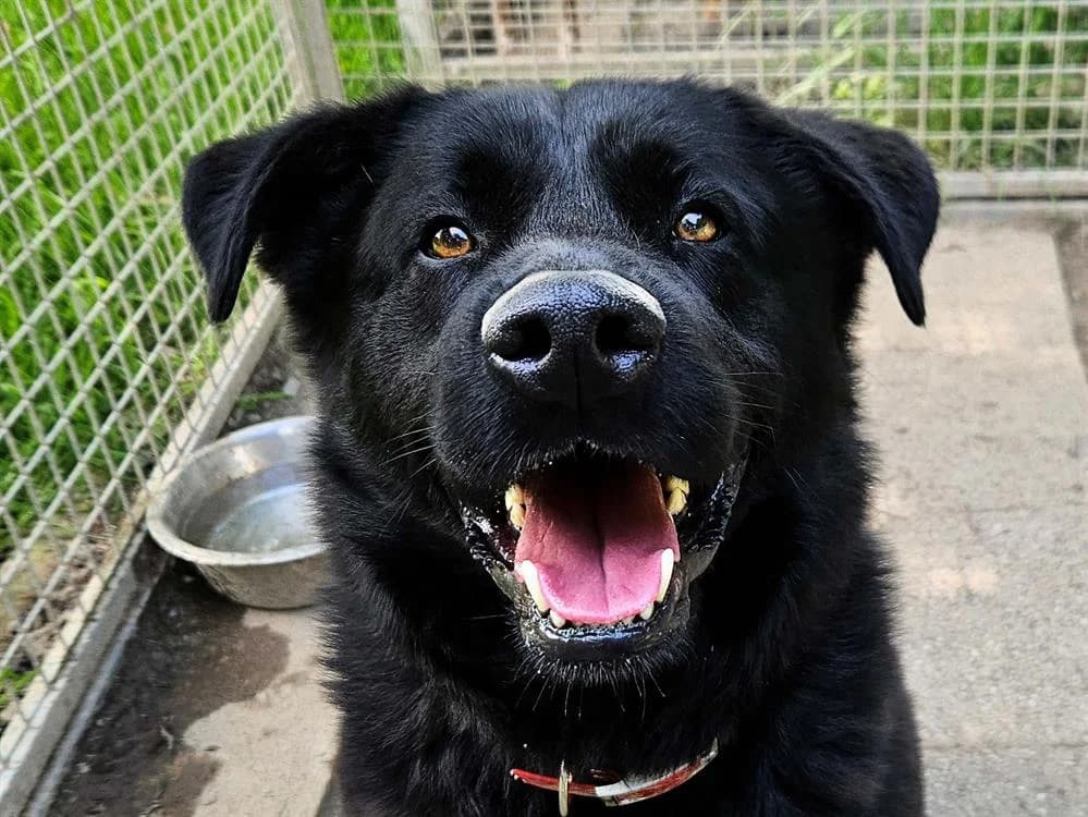 Bling Bling, male 7yo Labrador Retriever for adoption at SPA Redon, Redon