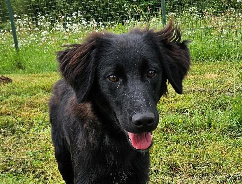 ONIX, male puppy Border Collie for adoption at SPA Redon, Redon