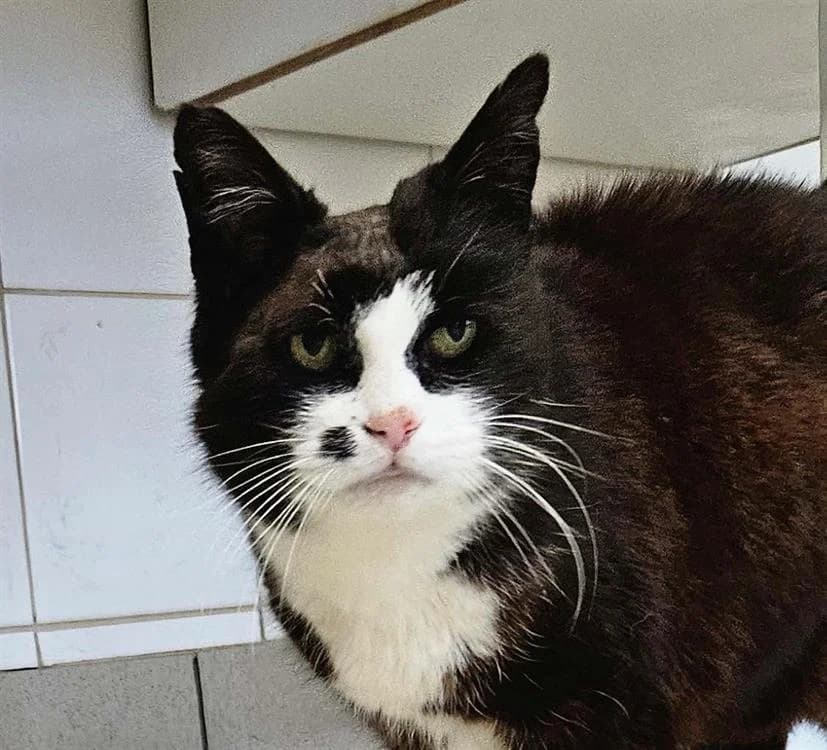 PATATRA, female senior Mixed Breed for adoption at SPA Redon, Redon