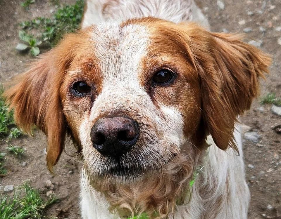 NUAGE, male 7yo Brittany Spaniel for adoption at SPA Redon, Redon
