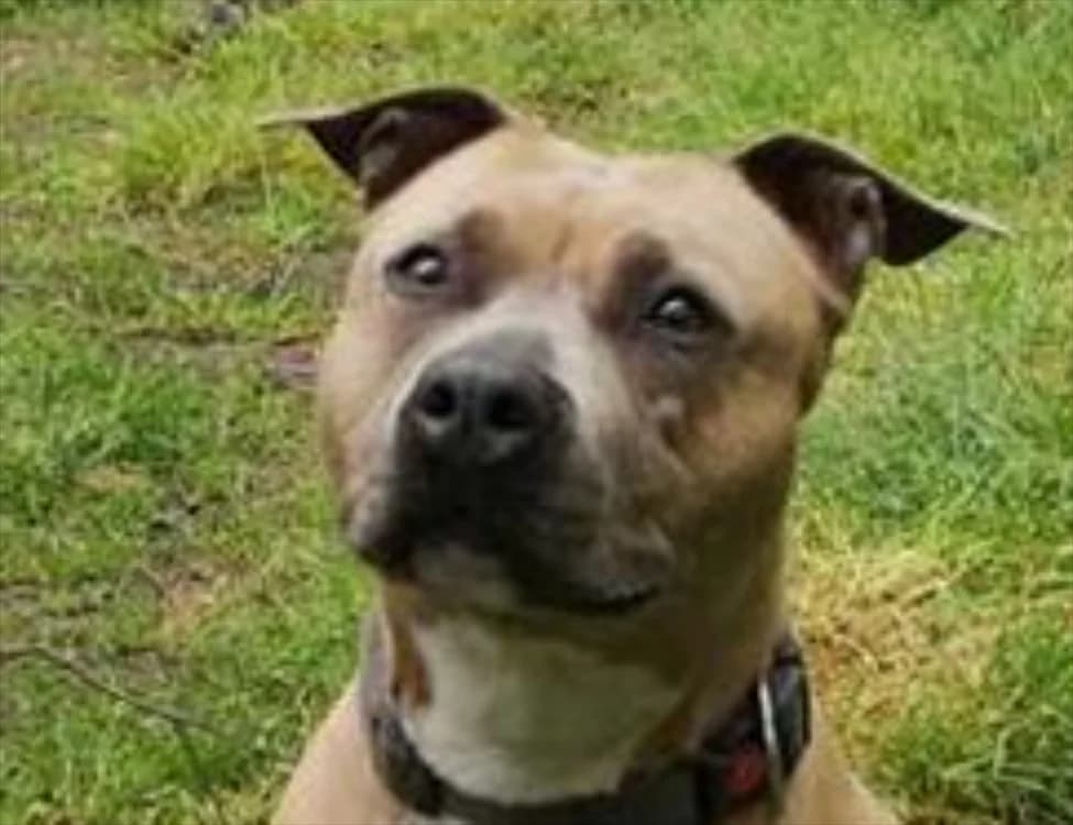 Nala, female senior American Staffordshire Terrier for adoption at SPA Redon, Redon