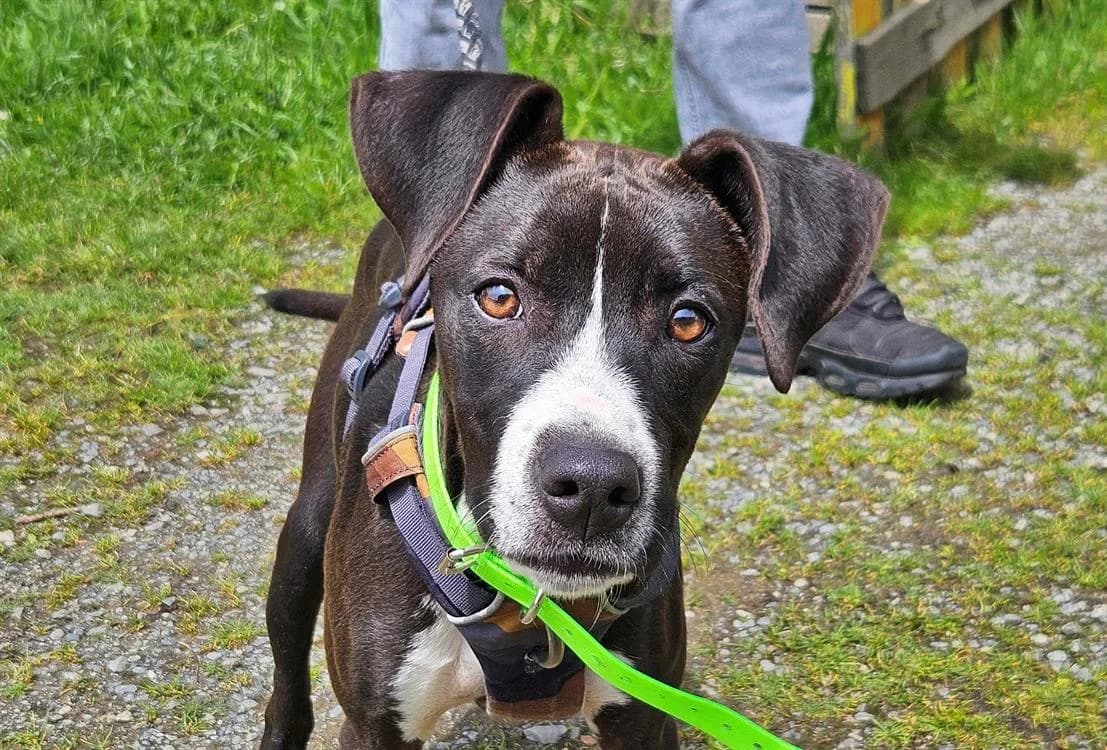 PLUIE, female German Shorthaired Pointer for adoption at SPA Redon, Redon