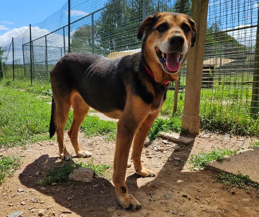 ROXY, female senior mixed breed for adoption at SPA Redon, Redon