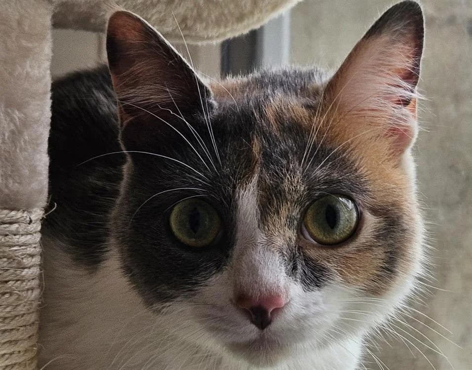 ENSOIE, female young Mixed Breed for adoption at SPA Redon, Redon