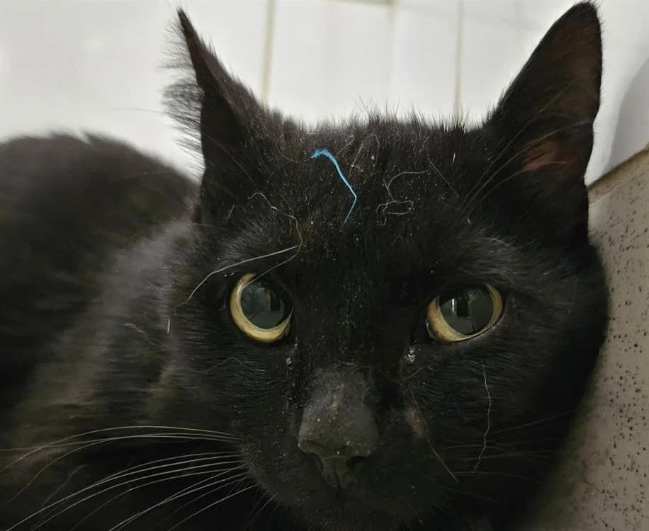 CHAROUMAN, male young Mixed Breed for adoption at SPA Redon, Redon