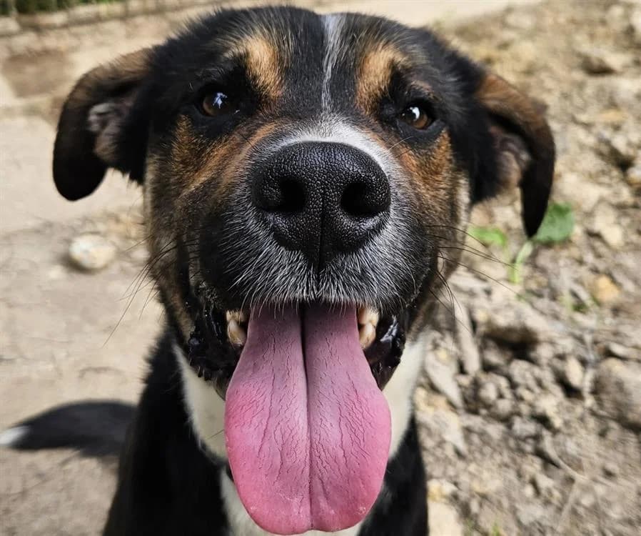 POUMBA, male young mixed breed for adoption at SPA Redon, Redon