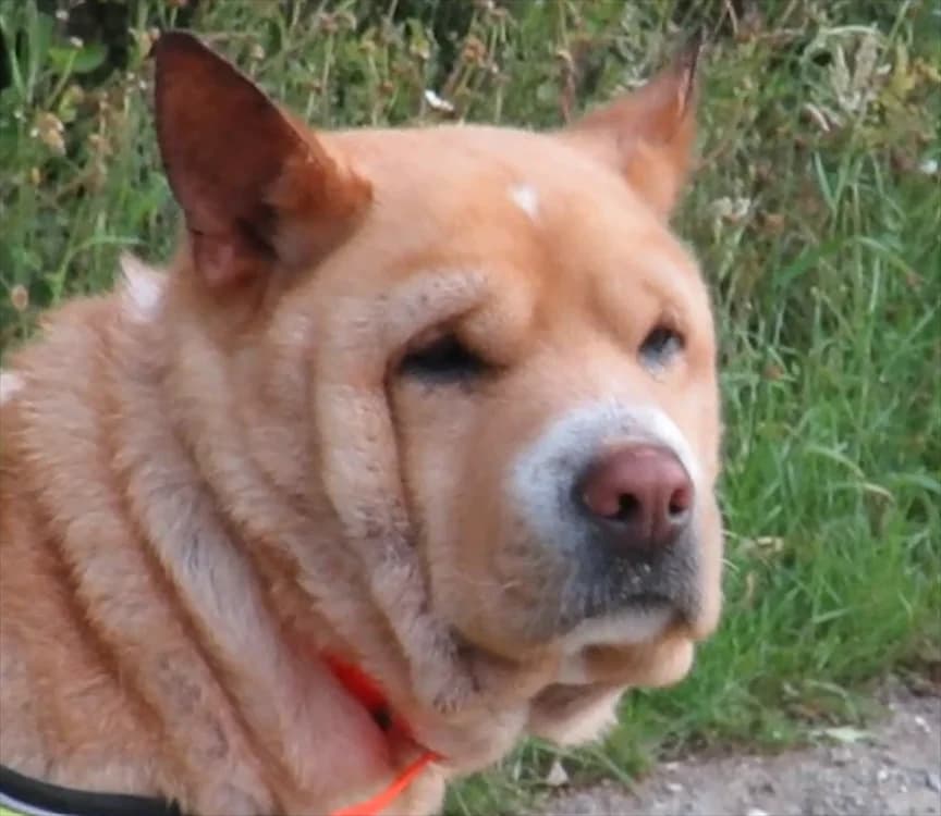 SHIRO, Shar Pei (SPA Redon)