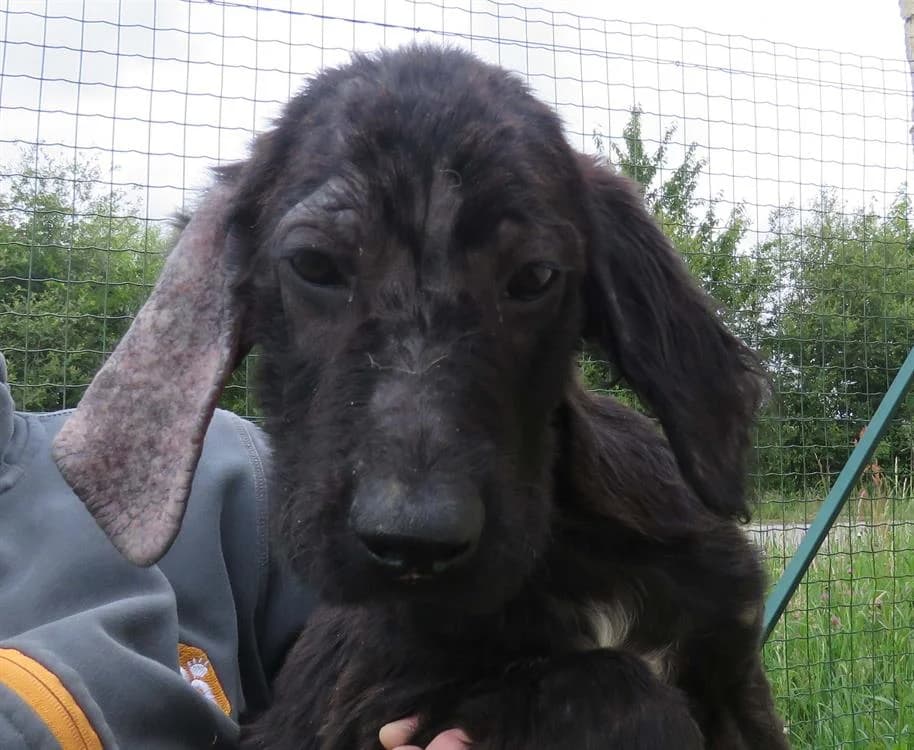 EPSILON, male puppy Mixed Breed for adoption at SPA Redon, Redon