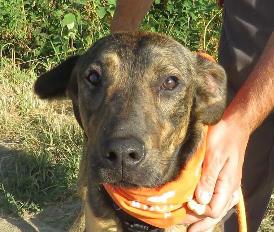 MANGO, male young Mixed Breed for adoption at SPA Redon, Redon
