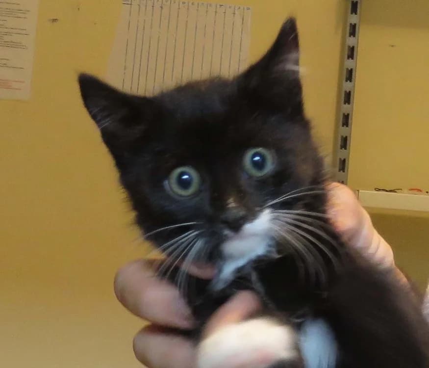 PIPPIN, male Mixed Breed for adoption at SPA Redon, Redon