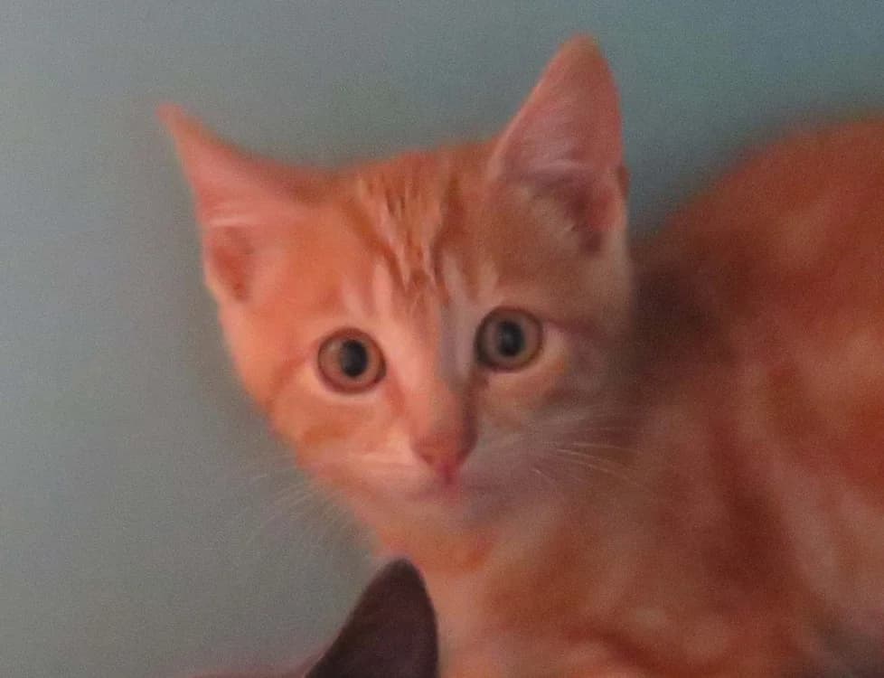 BISCUIT, male Mixed Breed for adoption at SPA Redon, Redon